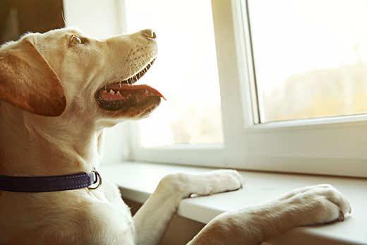 yellow-lab-stands-on-two-feet-to-look-out-window-SW Yellow lab stands with paws on window sill looking out window.