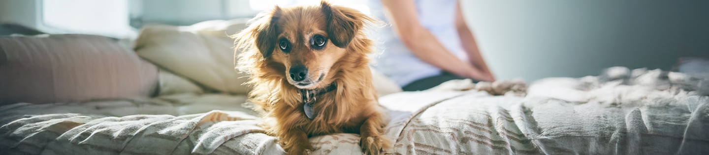 The dog lies on the edge of the bed with its owner in the background
