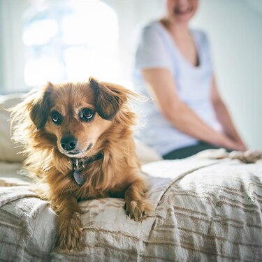 The dog lies on the edge of the bed with its owner in the background