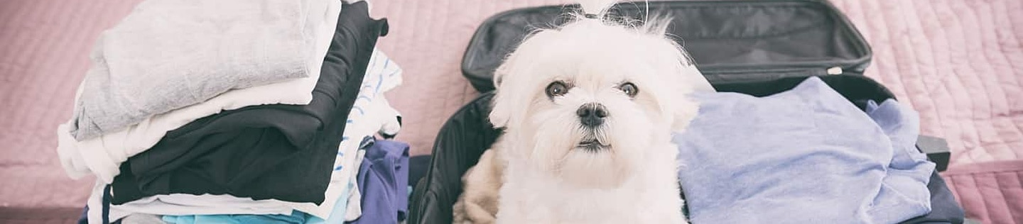 An adorable small white dog sitting inside a travel suitcase