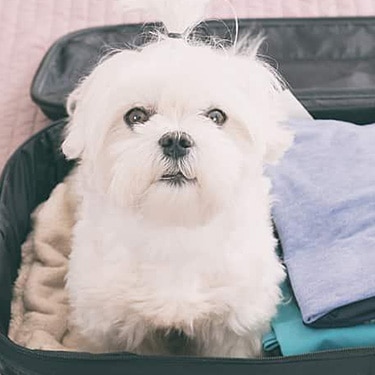 An adorable small white dog sitting inside a travel suitcase