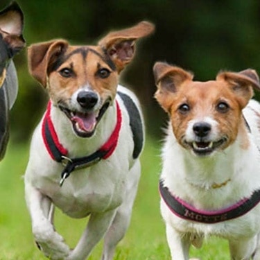 Dogs running in the park