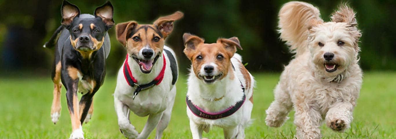 Dogs running in the park