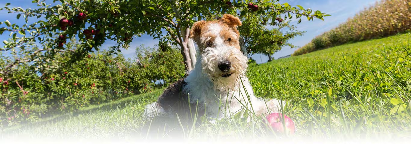 Photo of a Wire Fox Terrier dog