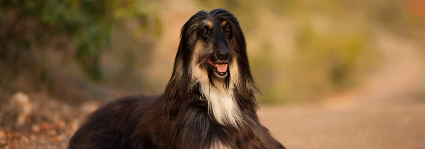 Photo of a Afghan Hound dog