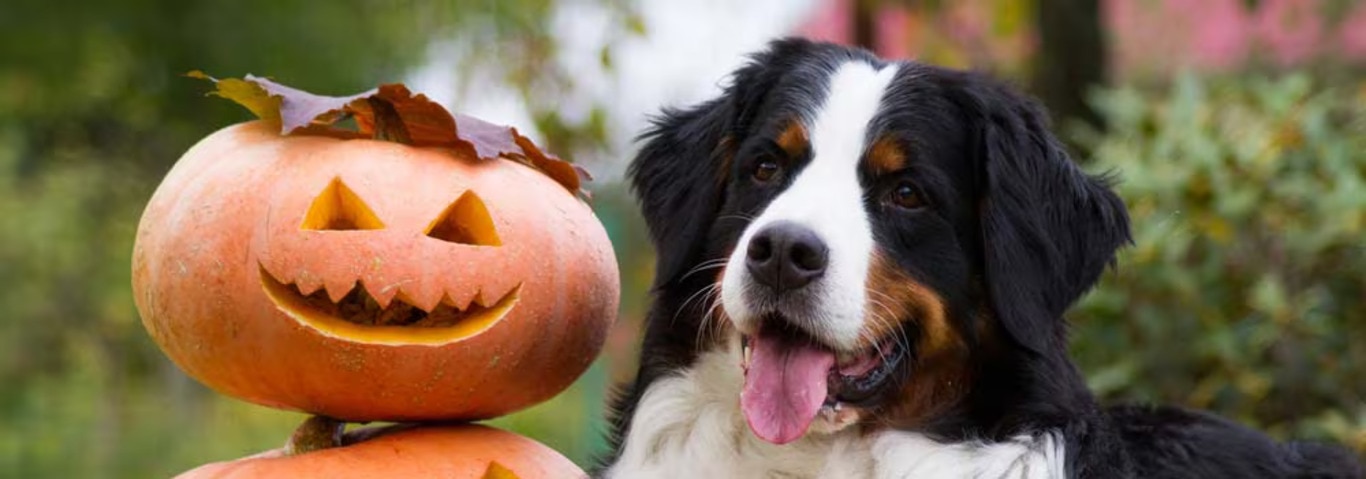 Photo of a Bernese Mountain Dog dog
