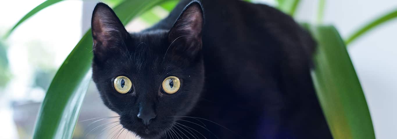 Photo of a Bombay cat