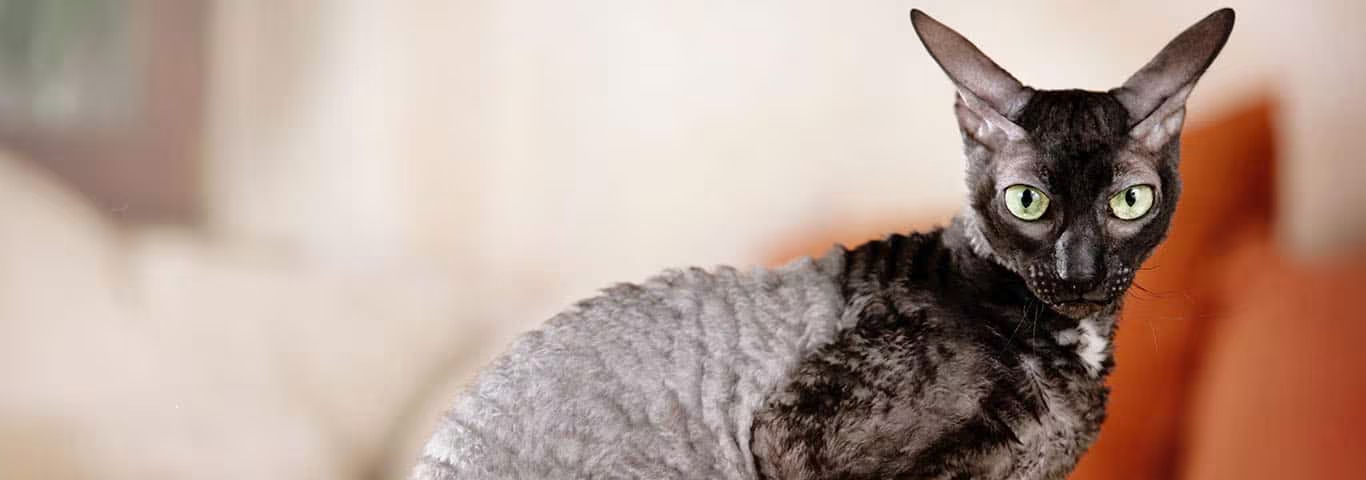 Photo of a Cornish Rex cat
