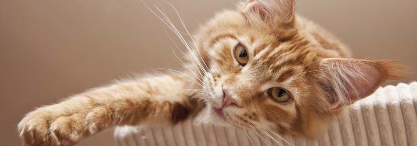 Photo of a Maine Coon cat