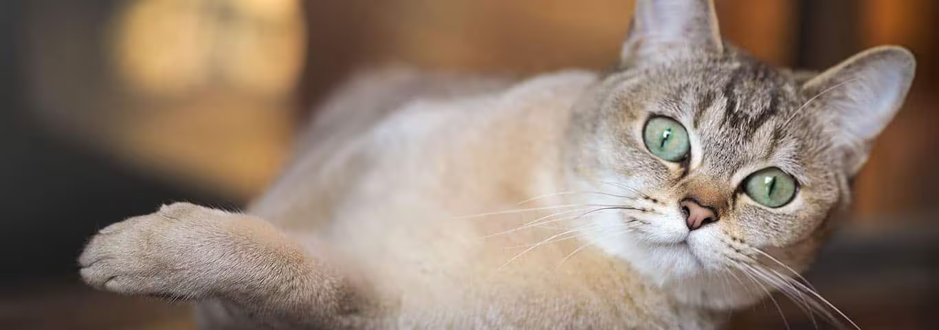 Photo of a Burmilla cat