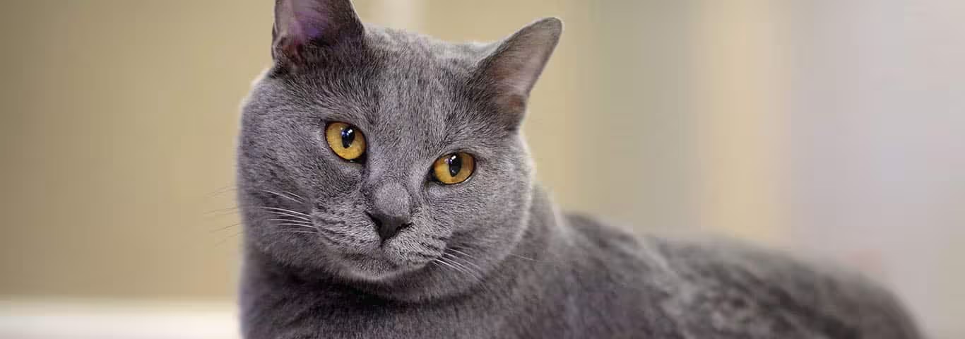 Photo of a Chartreaux cat