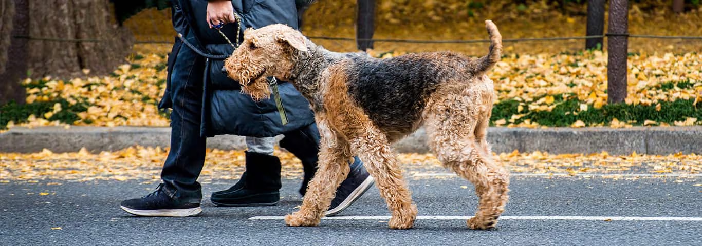 Photo of a Airedale Terrier dog