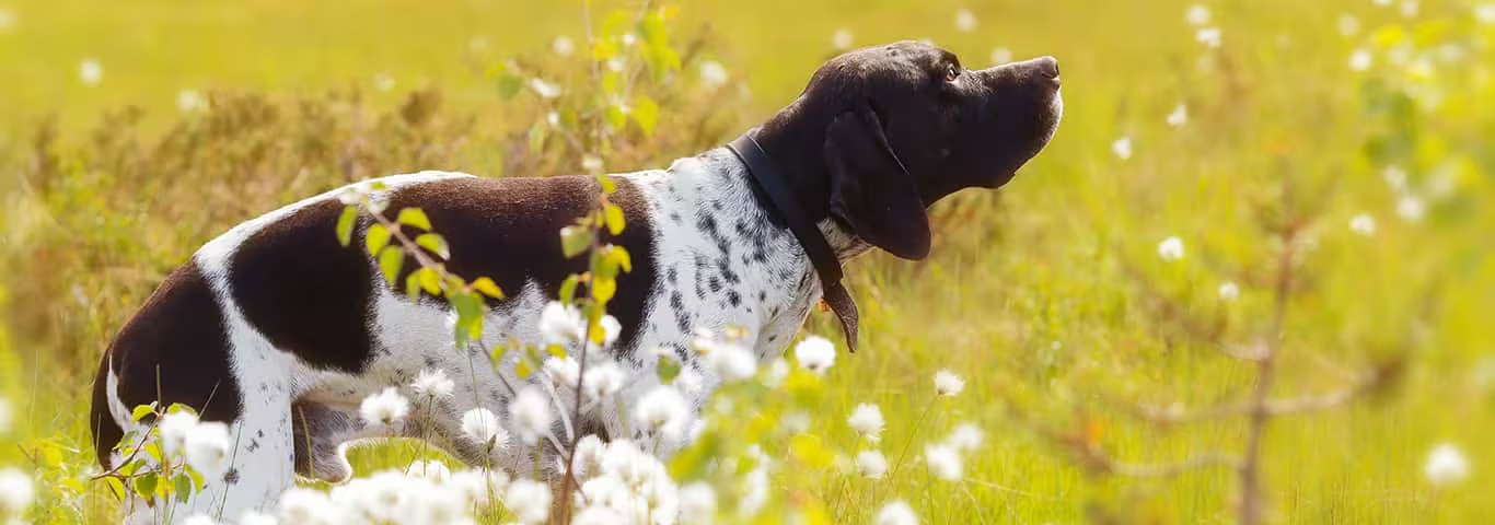 Photo of a English Setter dog