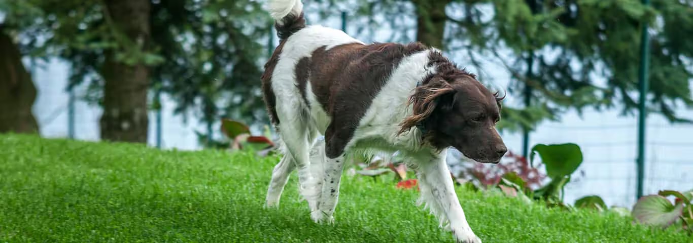 Photo of a English Springer Spaniel dog