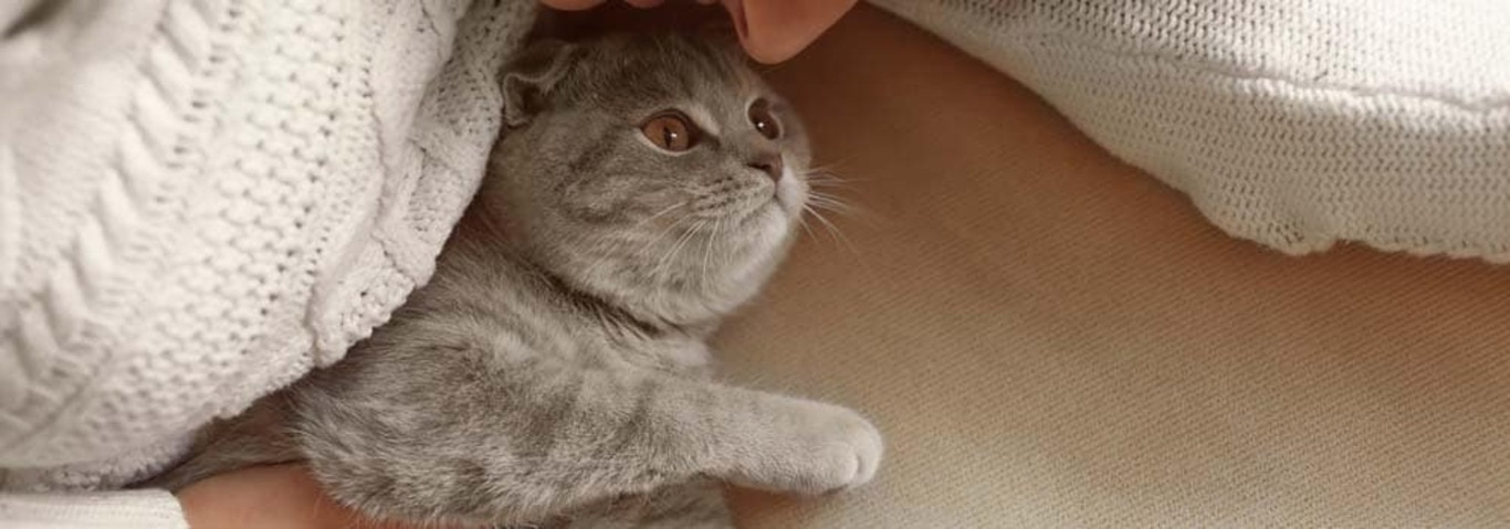 Photo of a British Shorthair cat