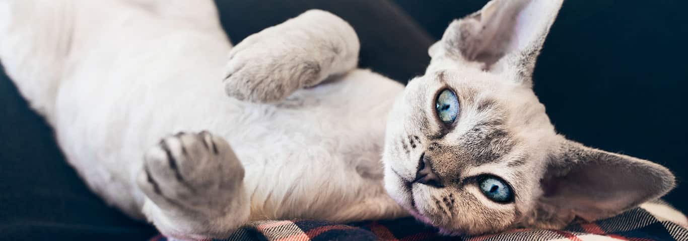Photo of a Devon Rex cat