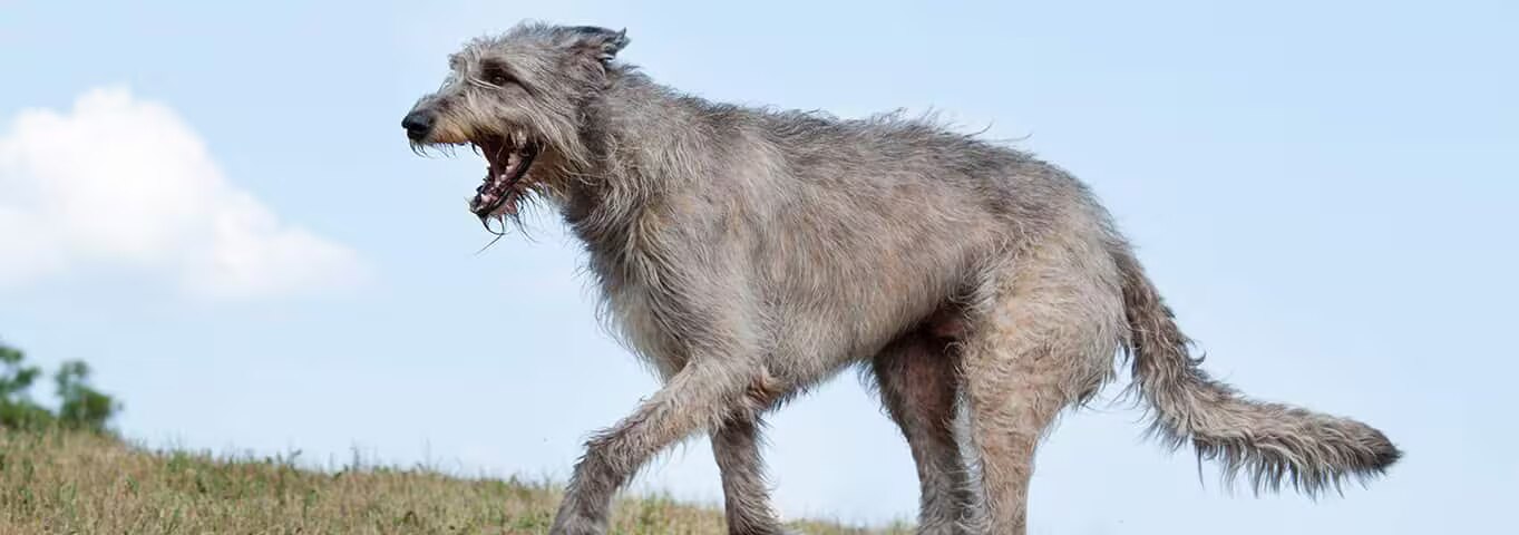 Photo of a Irish Wolfhound dog
