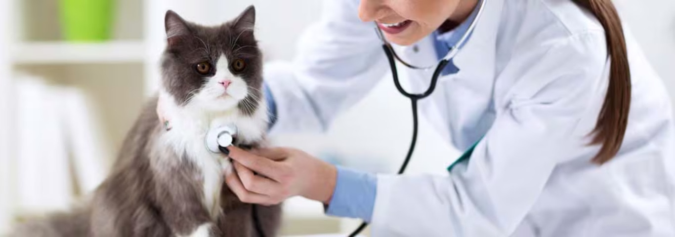 Photo of a Persian cat