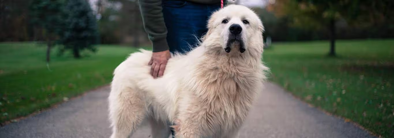 Photo of a Great Pyrenees dog