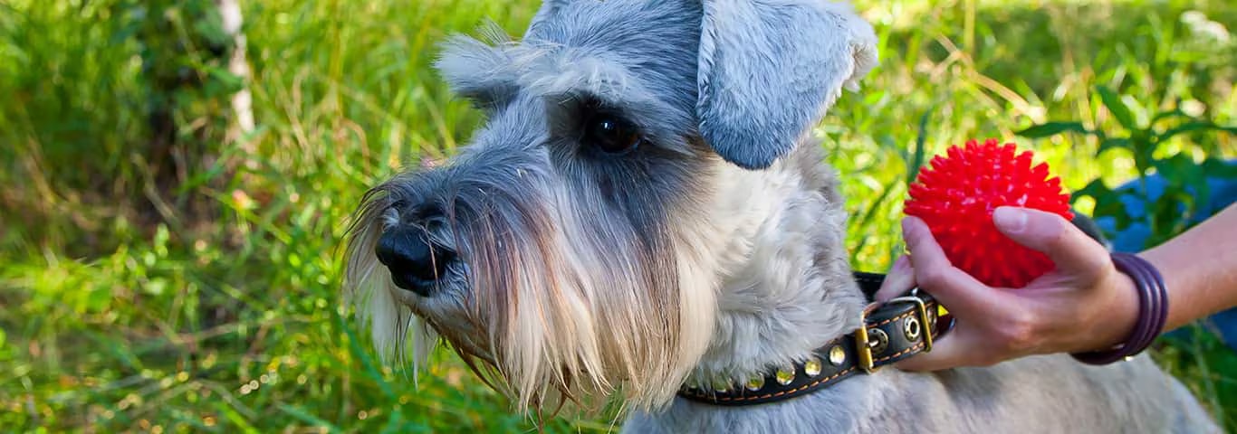 Photo of a Miniature Schnauzer dog