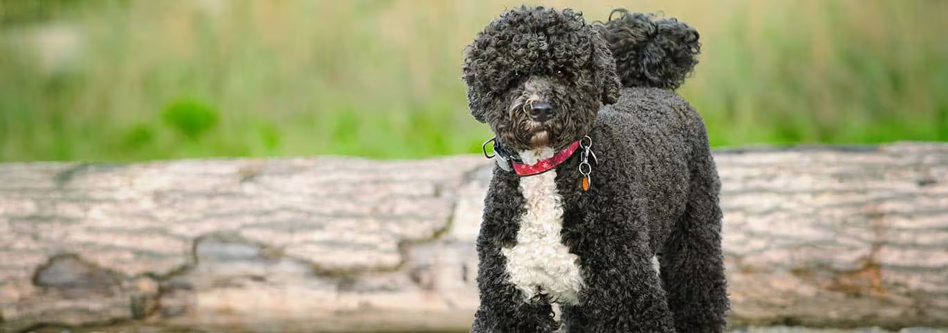 Photo of a Portuguese Water Dog dog