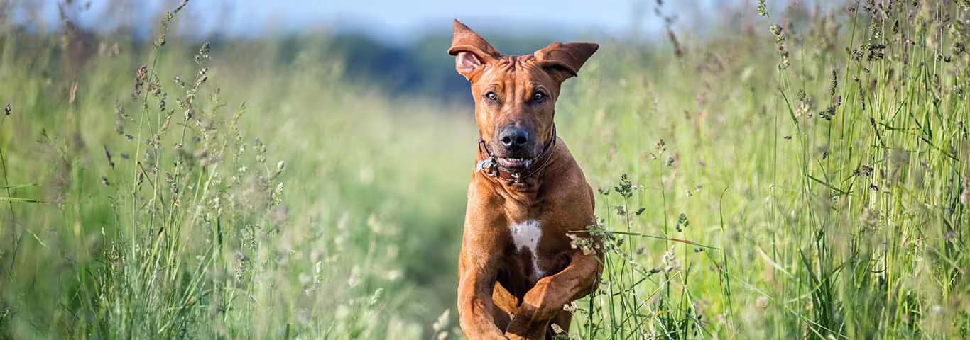 Photo of a Rhodesian Ridgeback dog