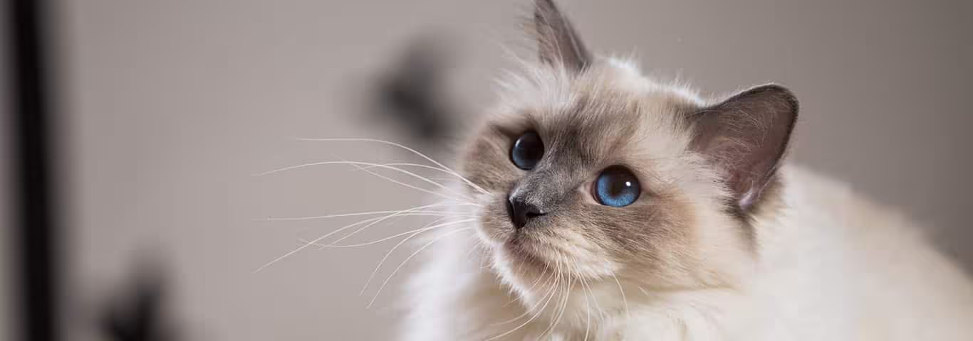 Photo of a Birman cat