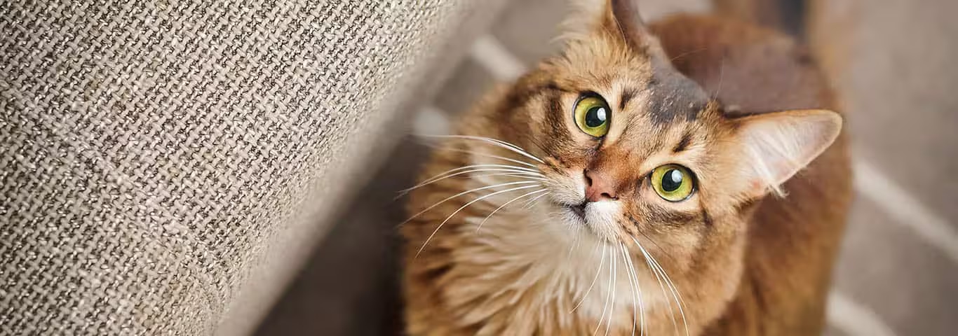 Photo of a Somali cat