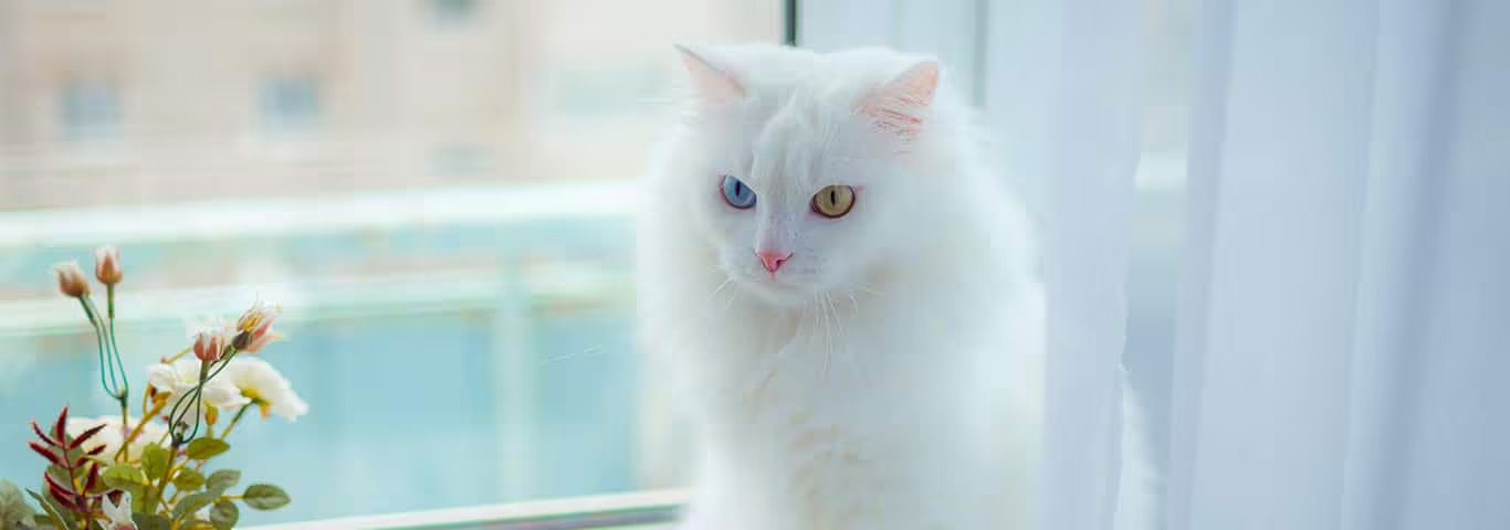 Photo of a Turkish Angora cat