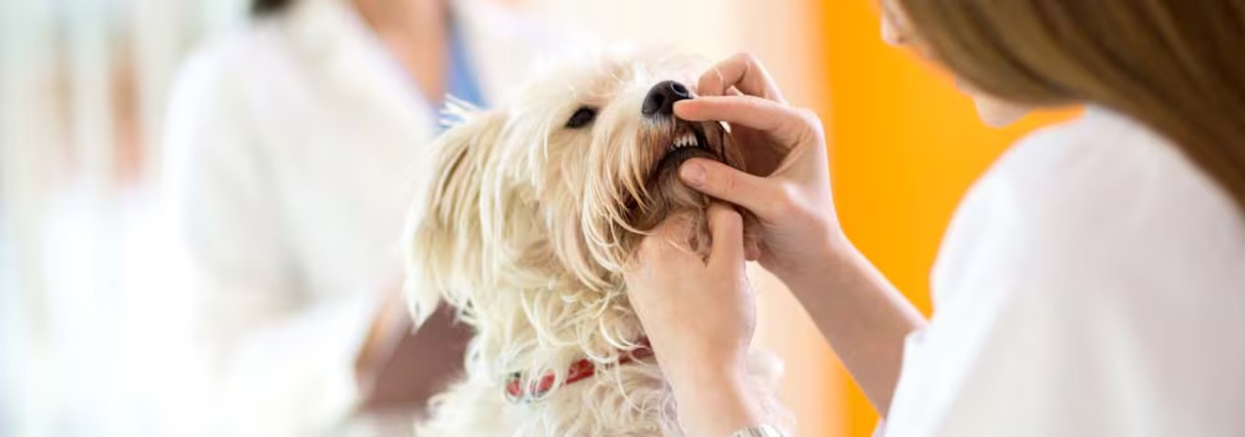 Photo of a Maltese dog