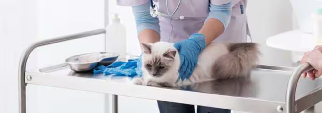 Photo of a Ragdoll cat