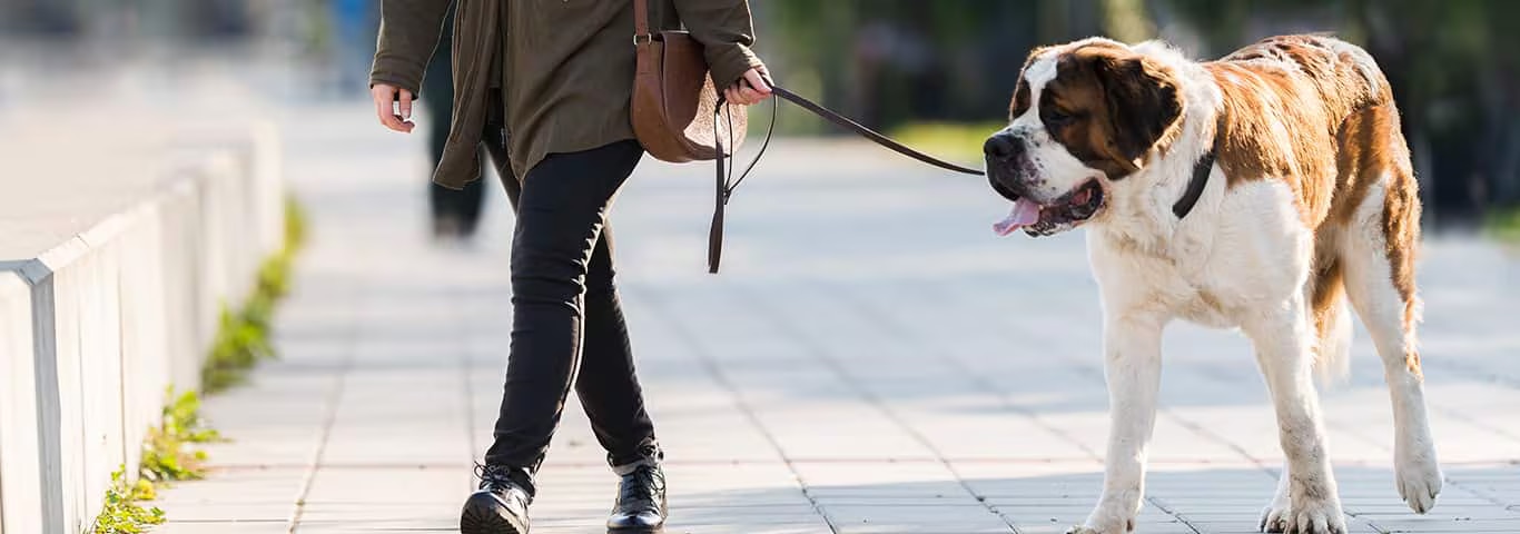 Photo of a Saint Bernard dog