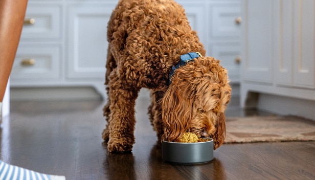A dog enjoys a meal from a bowl