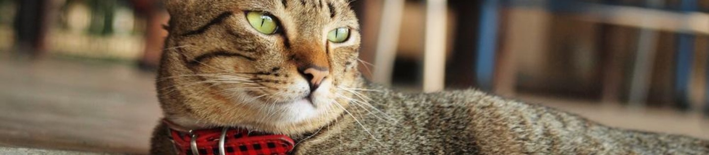 Cute tabby cat lay down on the floor