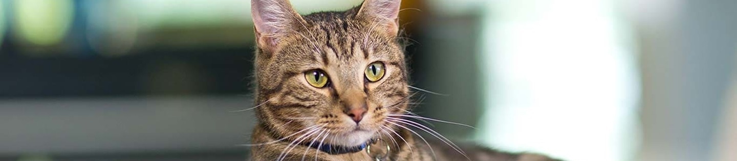 A tabby cat wearing a blue collar with an ID tag, lying down in a bright room.