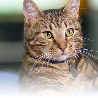 A tabby cat wearing a blue collar with an ID tag, lying down in a bright room.
