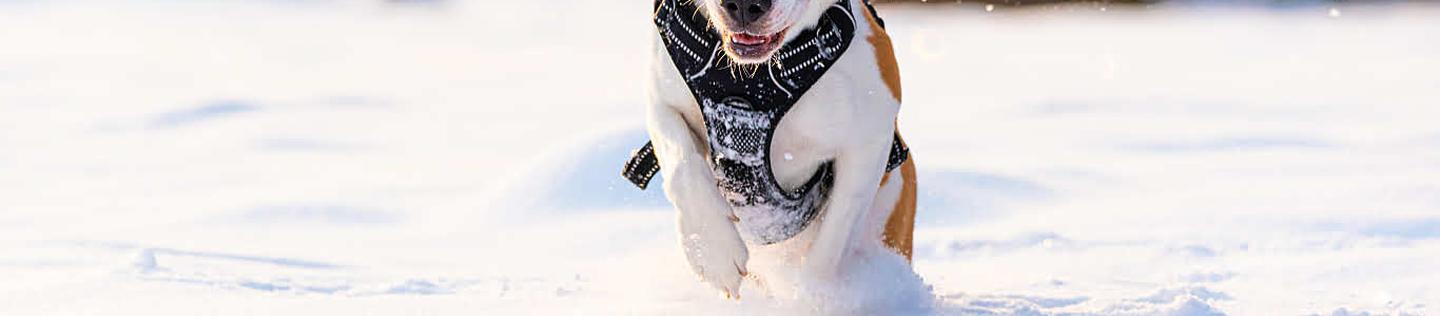 Happy beagle dog wearing a black harness running and playing in the snow