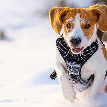 Happy beagle dog wearing a black harness running and playing in the snow