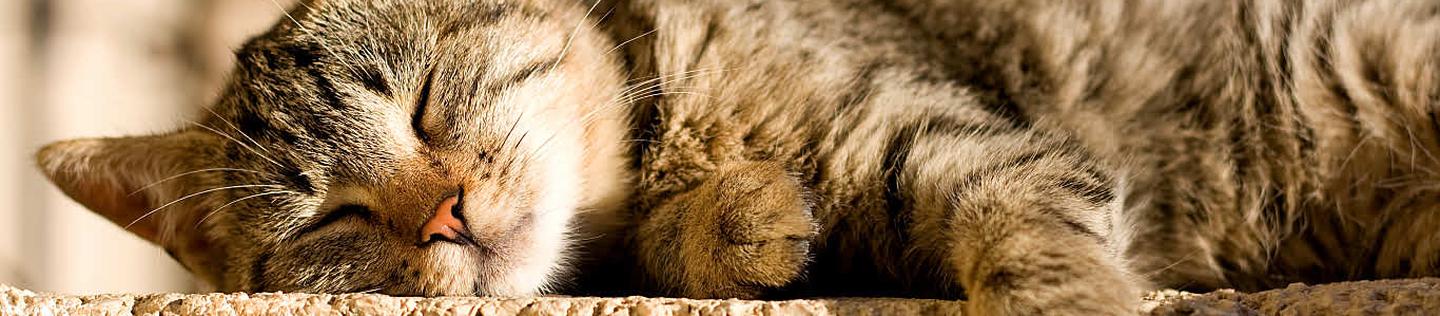 Close-up of a brown tabby cat sleeping peacefully
