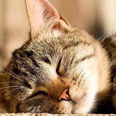 Close-up of a brown tabby cat sleeping peacefully