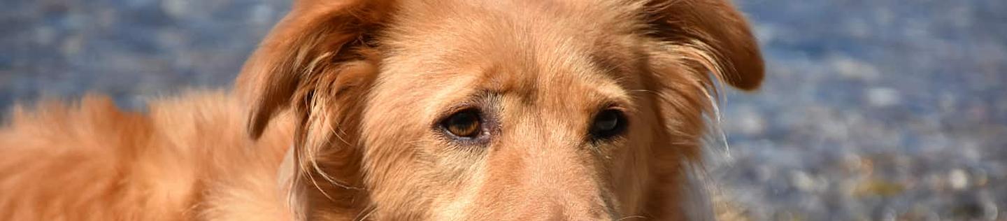 Close-up portrait of a gentle golden brown dog with calm brown eyes