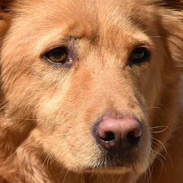 Close-up portrait of a gentle golden brown dog with calm brown eyes