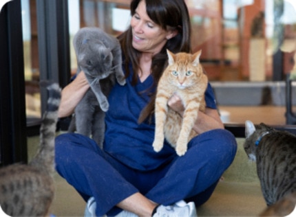 two cats being cuddled by women vet nurse