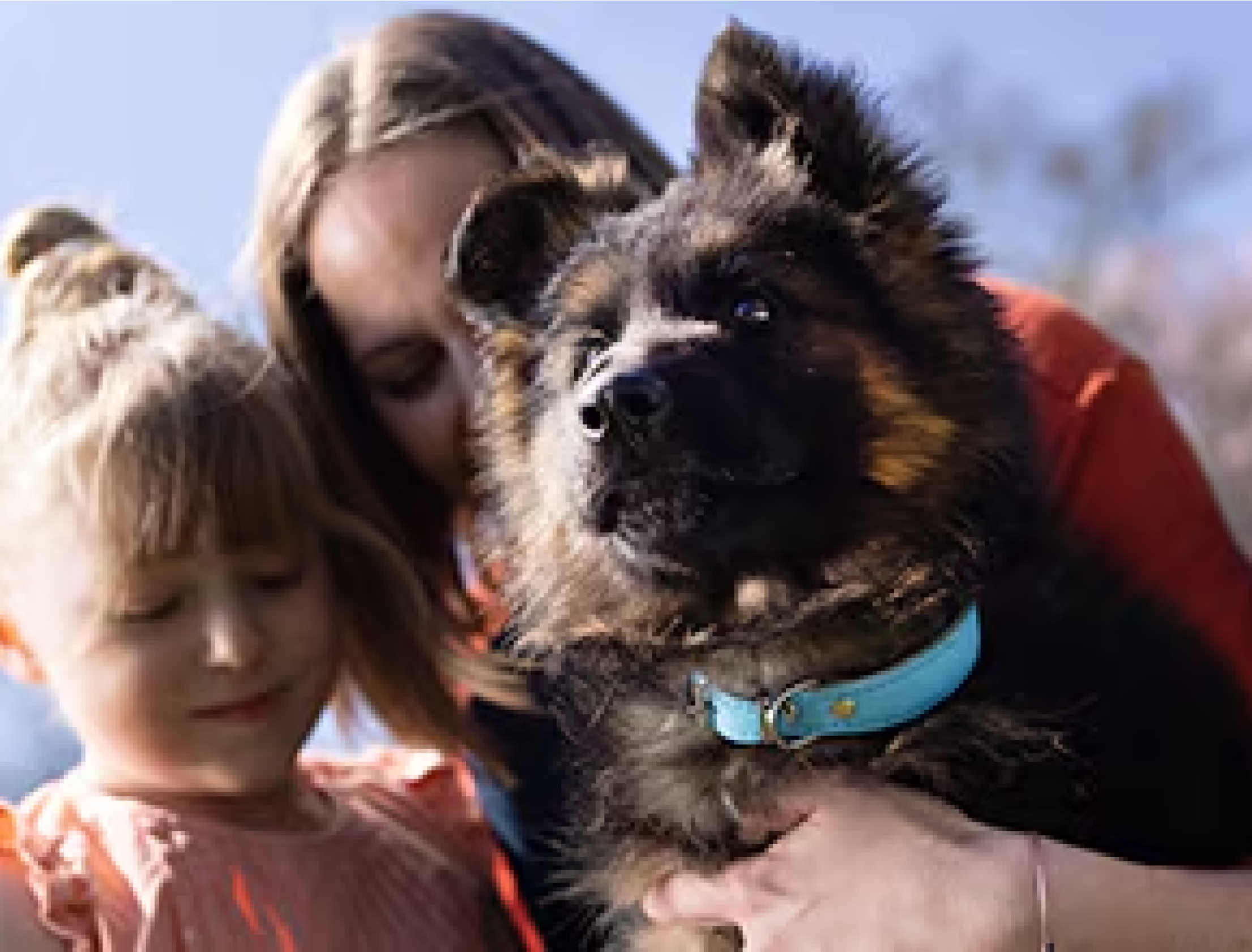 A puppy with tagged collar with his family