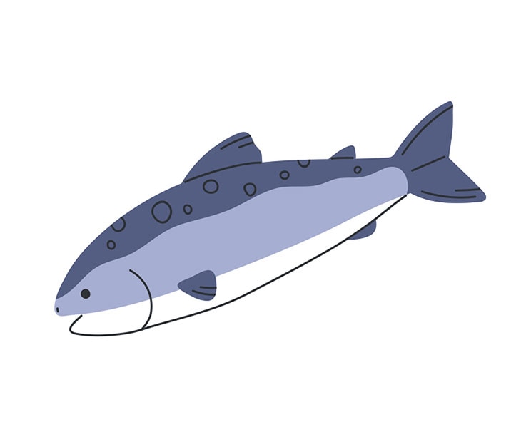 Salmon as an ingredient in HIll's Pet food 