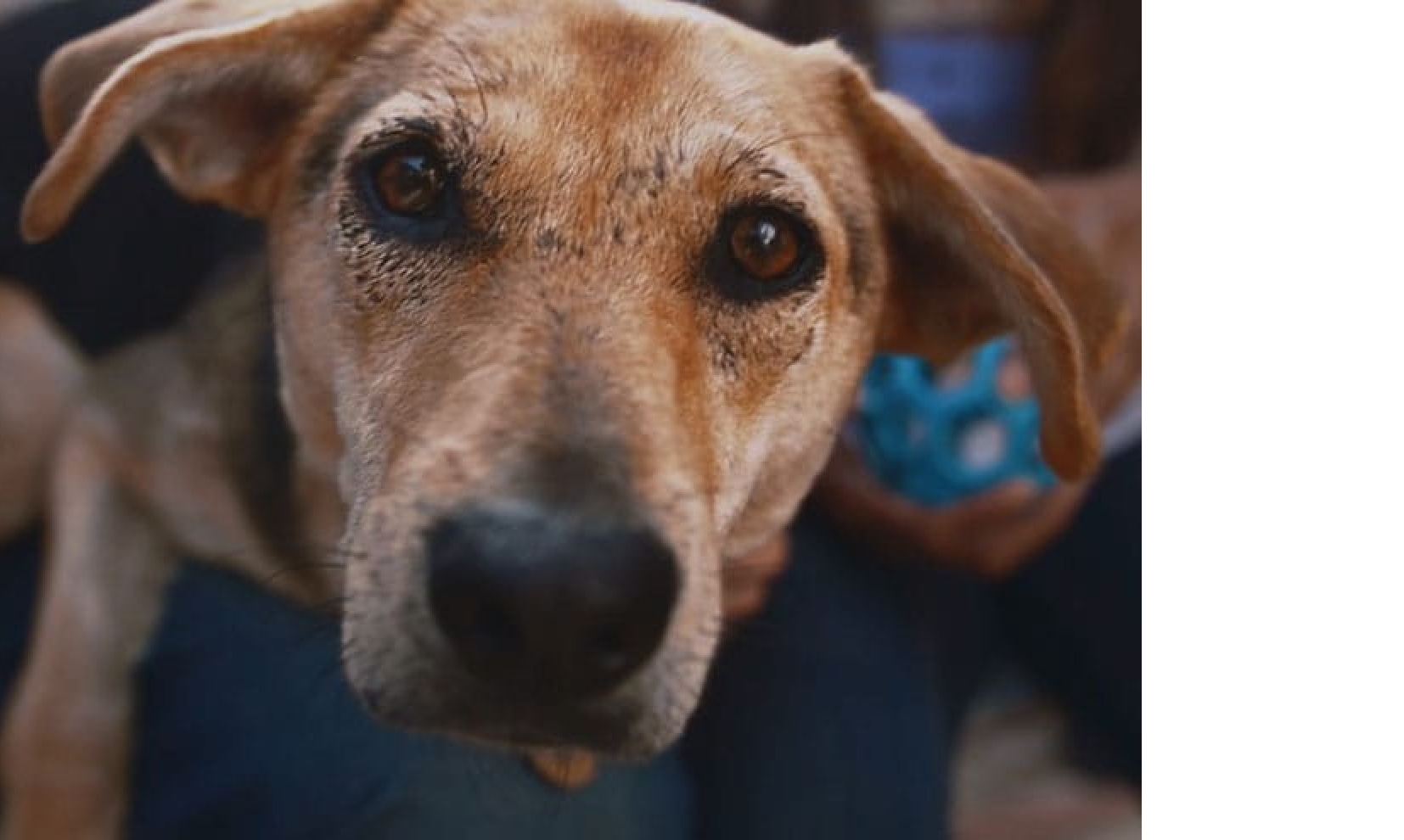 image of dog before nutrition and treatment