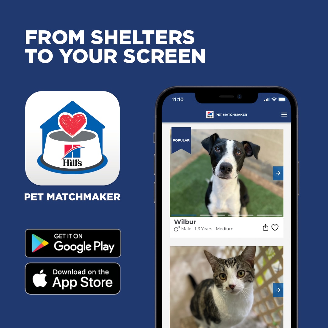 dog in kitchen eating out of a bowl