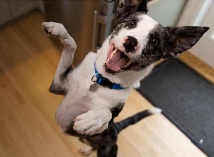 Why being overweight matters